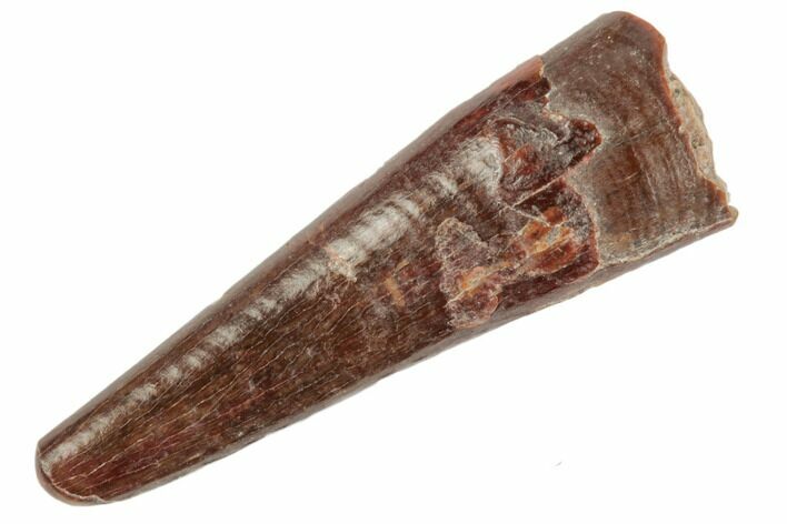 .74" Fossil Pterosaur (Siroccopteryx) Tooth - Morocco